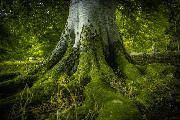 radice albero
